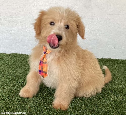 SEBASTIAN - Yellow Labrador Retriever / Poodle (Miniature) available for adoption