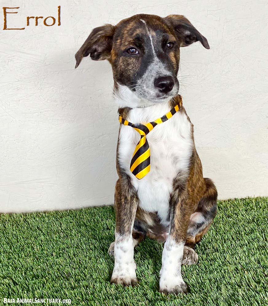 ERROL - Plott Hound / Labrador Retriever available for adoption