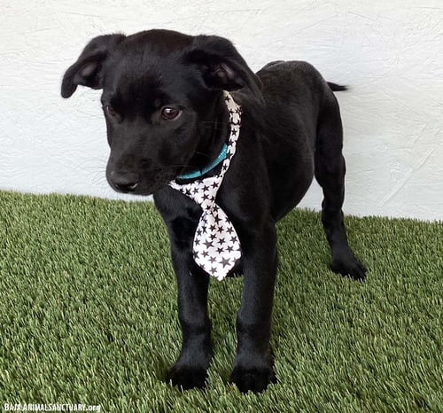 MICAH - Black Labrador Retriever available for adoption