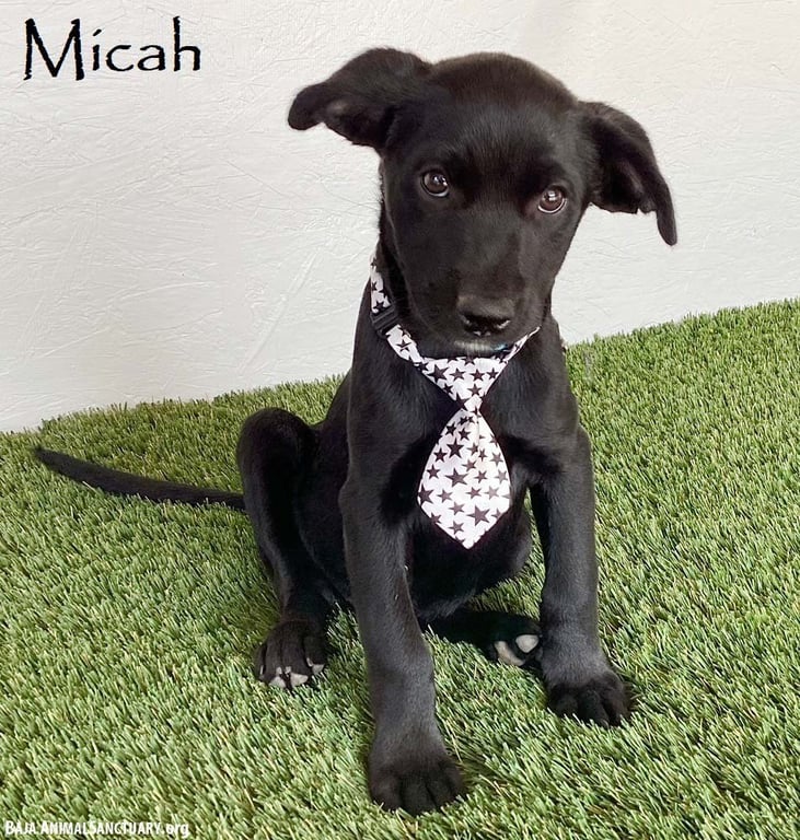 Micah Image
