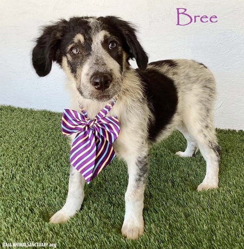 BREE - Australian Shepherd available for adoption