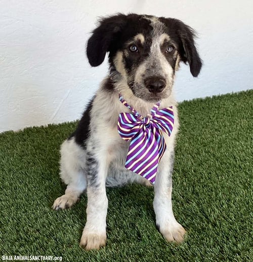 BREE - Australian Shepherd available for adoption