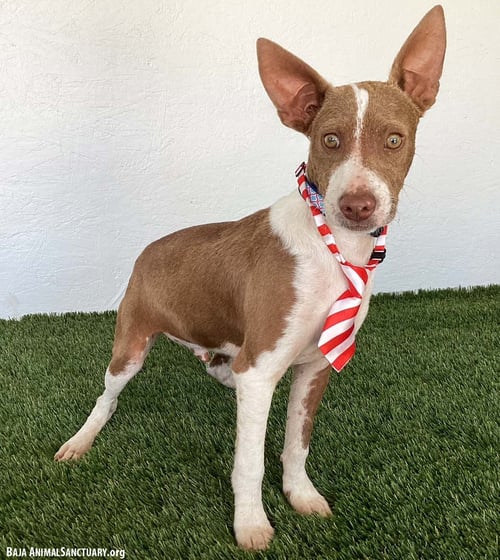 NASH - Australian Kelpie / Chihuahua available for adoption