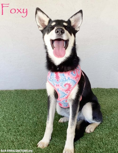 FOXY - Husky / Miniature Pinscher available for adoption