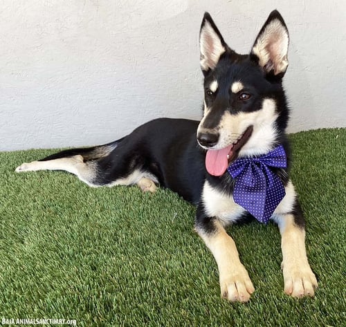 FOXY - Husky / Miniature Pinscher available for adoption