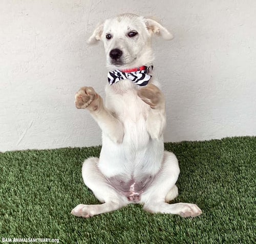 IVY - Labrador Retriever available for adoption
