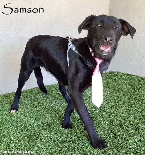 SAMSON - Black Labrador Retriever available for adoption