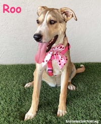 Roo - Photo 1