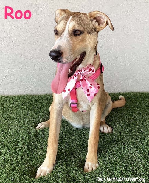ROO - Labrador Retriever / Boxer available for adoption