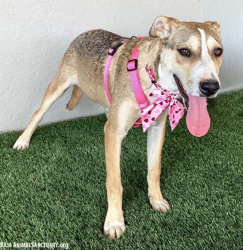 ROO - Labrador Retriever / Boxer available for adoption