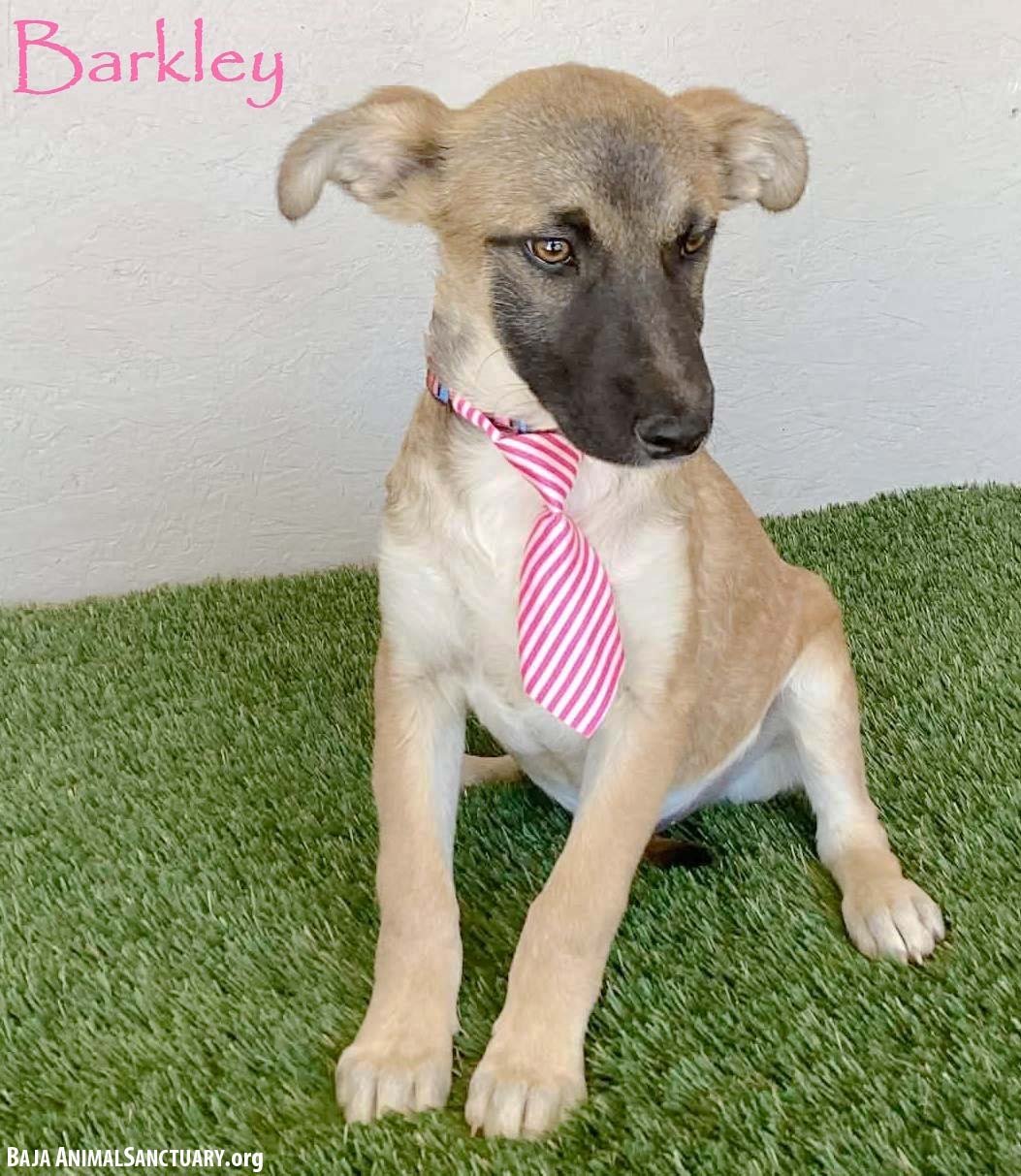 BARKLEY - Belgian Shepherd Malinois available for adoption