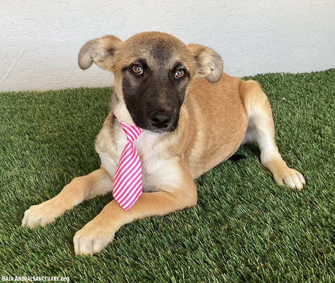 BARKLEY - Belgian Shepherd Malinois available for adoption