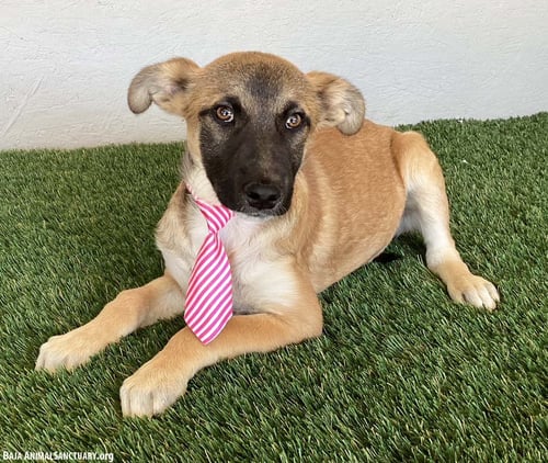 BARKLEY - Belgian Shepherd Malinois available for adoption
