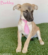 Barkley - Photo 1
