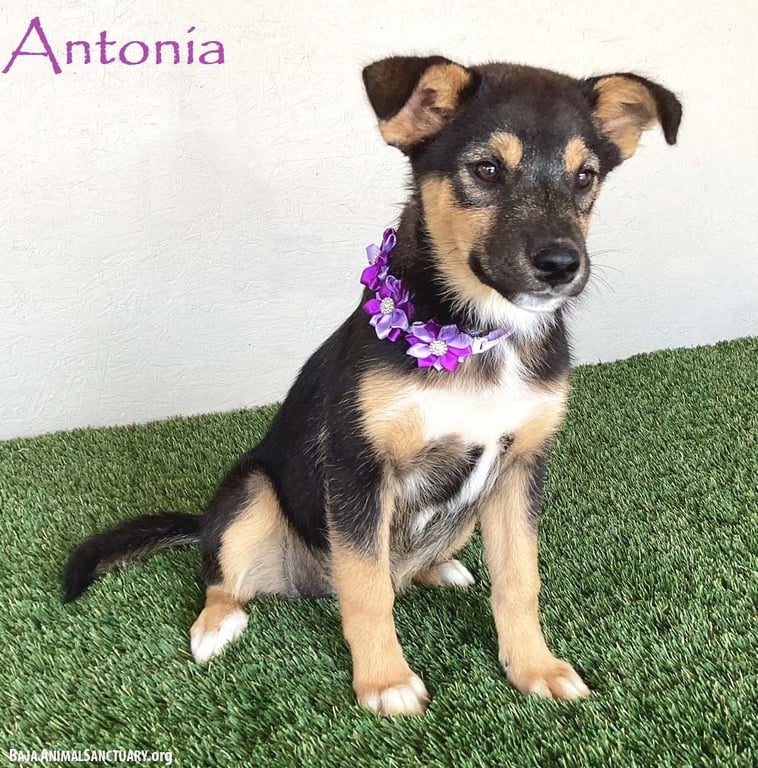 Antonia Image