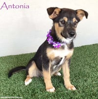 Antonia - Photo 1