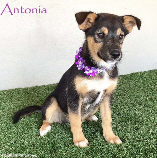 ANTONIA - Australian Shepherd available for adoption
