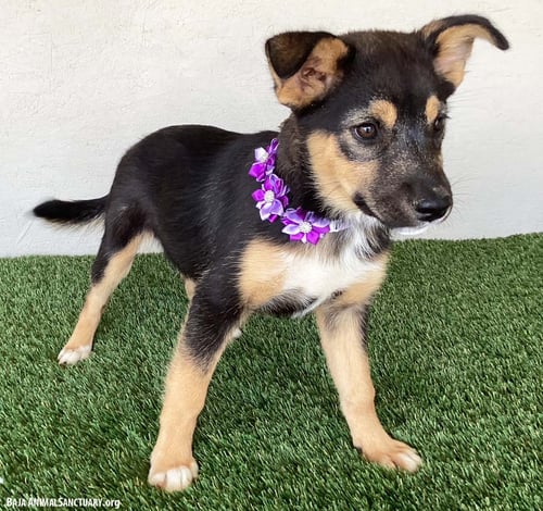 ANTONIA - Australian Shepherd available for adoption