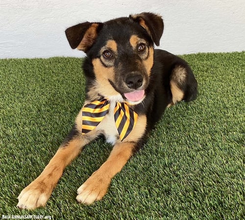 ANTONIA - Australian Shepherd available for adoption