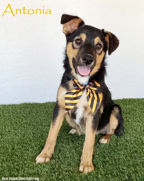 ANTONIA - Australian Shepherd available for adoption