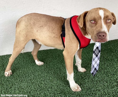 ROGER - American Staffordshire Terrier available for adoption