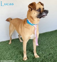 Lucas - Photo 1