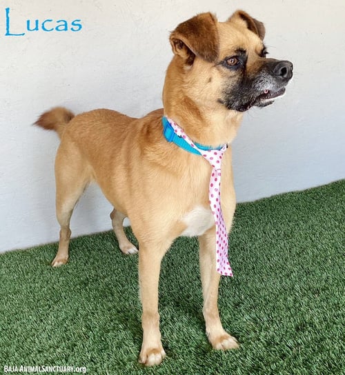 LUCAS - Pug / Beagle available for adoption