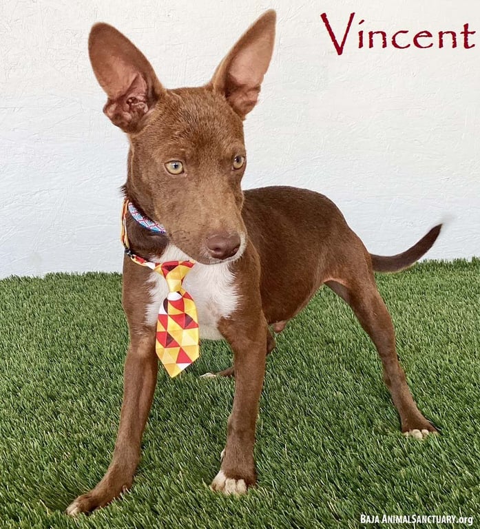 Vincent Image