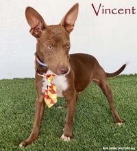 Vincent - Photo 1