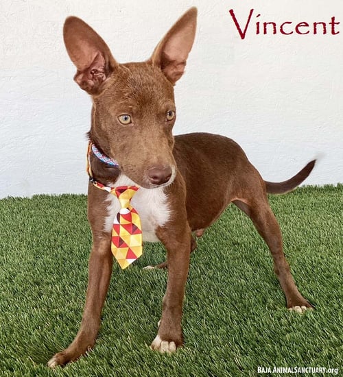 VINCENT - Australian Kelpie / Chihuahua available for adoption