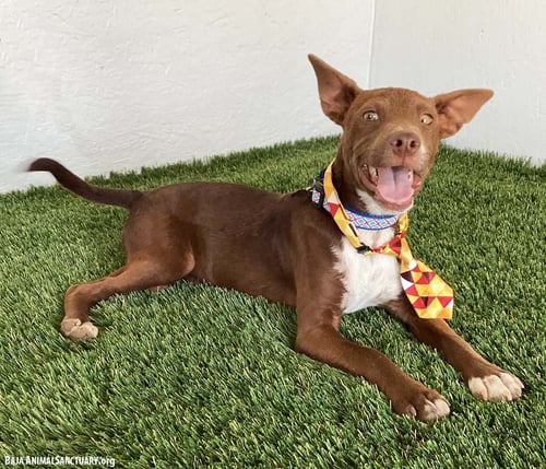 VINCENT - Australian Kelpie / Chihuahua available for adoption