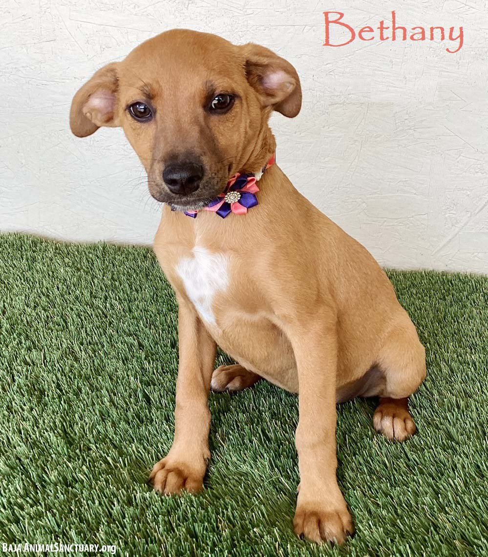 BETHANY - Black Mouth Cur / Labrador Retriever available for adoption