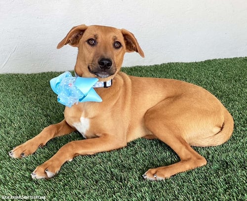 BETHANY - Black Mouth Cur / Labrador Retriever available for adoption