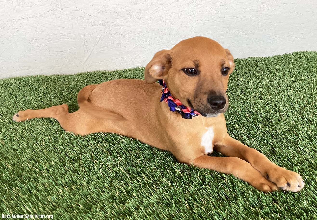 BETHANY - Black Mouth Cur / Labrador Retriever available for adoption