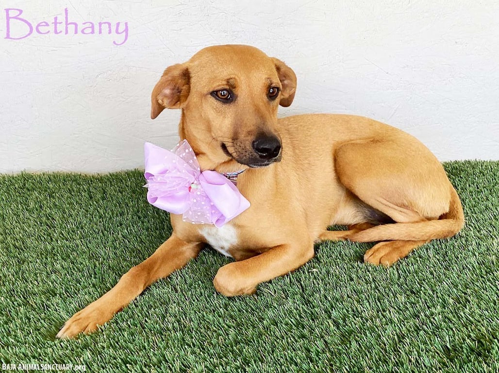 Bethany Image