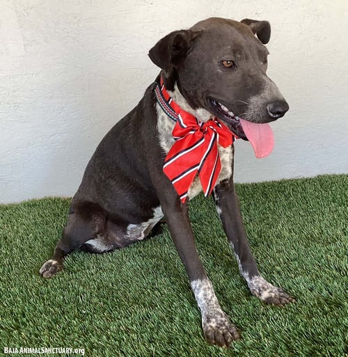 RACHEL - German Shorthaired Pointer / Pit Bull Terrier available for adoption