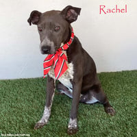Rachel - Photo 1