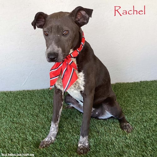 RACHEL - German Shorthaired Pointer / Pit Bull Terrier available for adoption