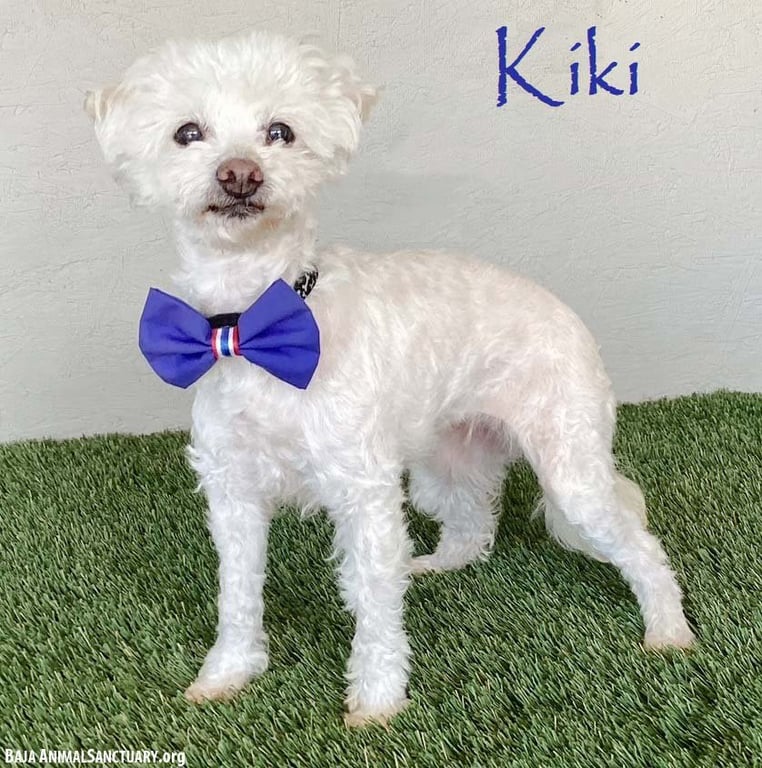 Kiki Image
