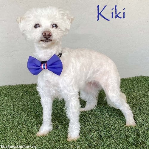 KIKI - Poodle (Miniature) / Maltese available for adoption
