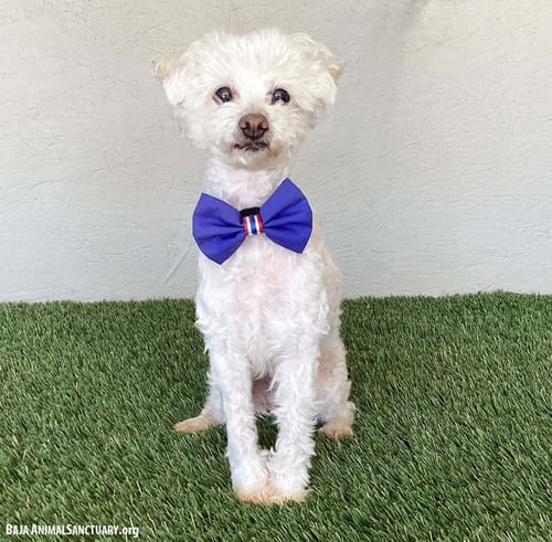 KIKI - Poodle (Miniature) / Maltese available for adoption