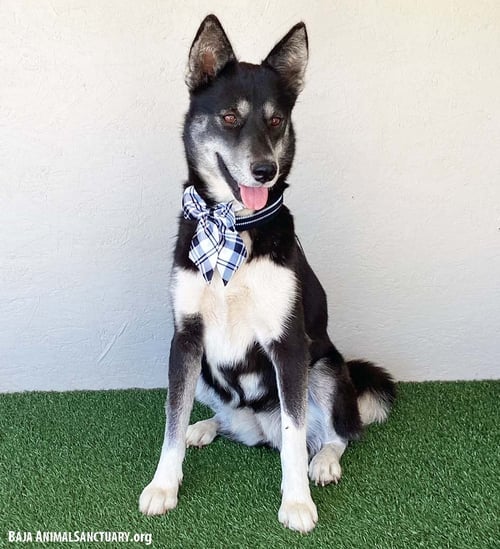 VICTORIA - Husky available for adoption