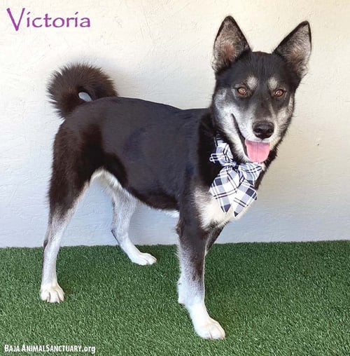 VICTORIA - Husky available for adoption