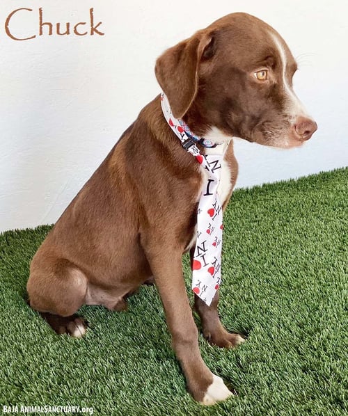 CHUCK - Boxer / Chocolate Labrador Retriever available for adoption
