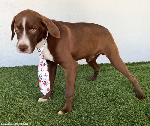 CHUCK - Boxer / Chocolate Labrador Retriever available for adoption