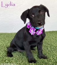 Lydia - Photo 1