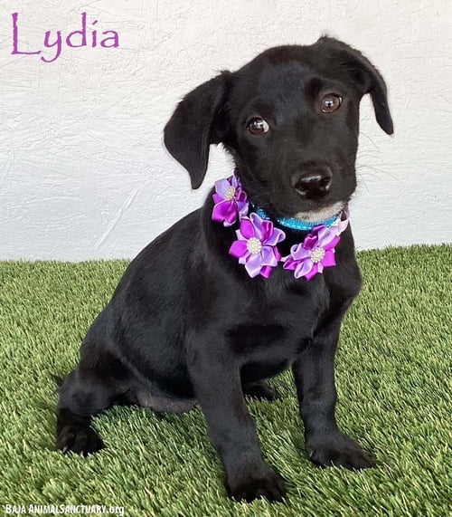 LYDIA - Black Labrador Retriever available for adoption