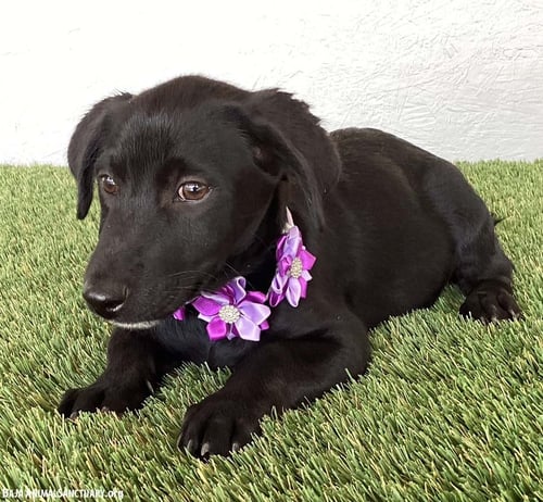 LYDIA - Black Labrador Retriever available for adoption
