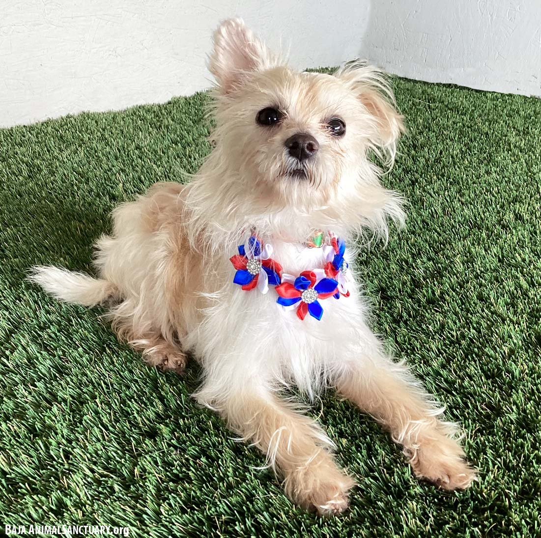 TIPPI - Maltese / Yorkshire Terrier Yorkie available for adoption