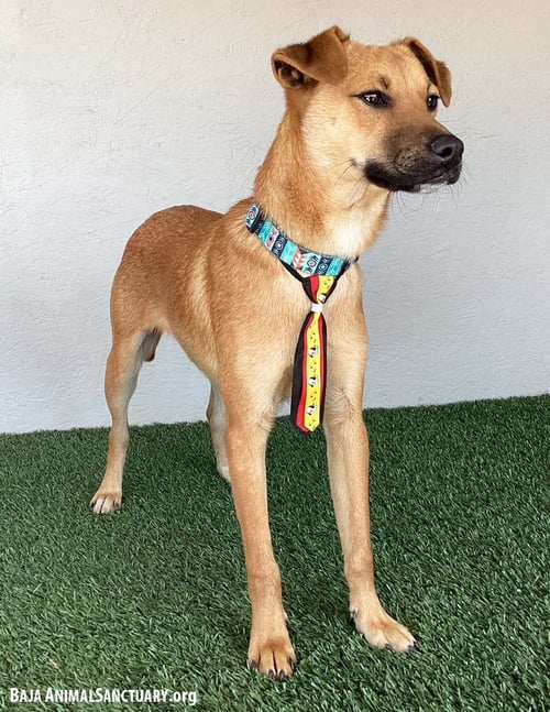 TAYLOR - Chinook available for adoption